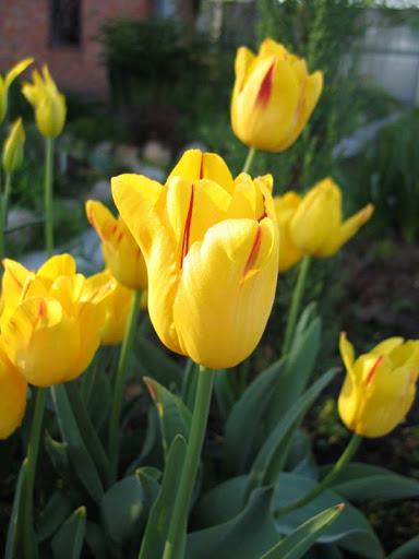 Фото Жёлтые тюльпаны – не вестники разлуки: что на самом деле означают цветы к 8 Марта 16